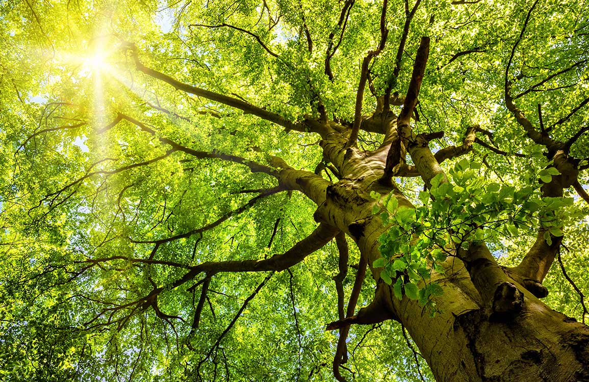 Papier peint mural Rayons de soleil à travers les branches - Le meilleur Papier peint panoramique Sur mesure