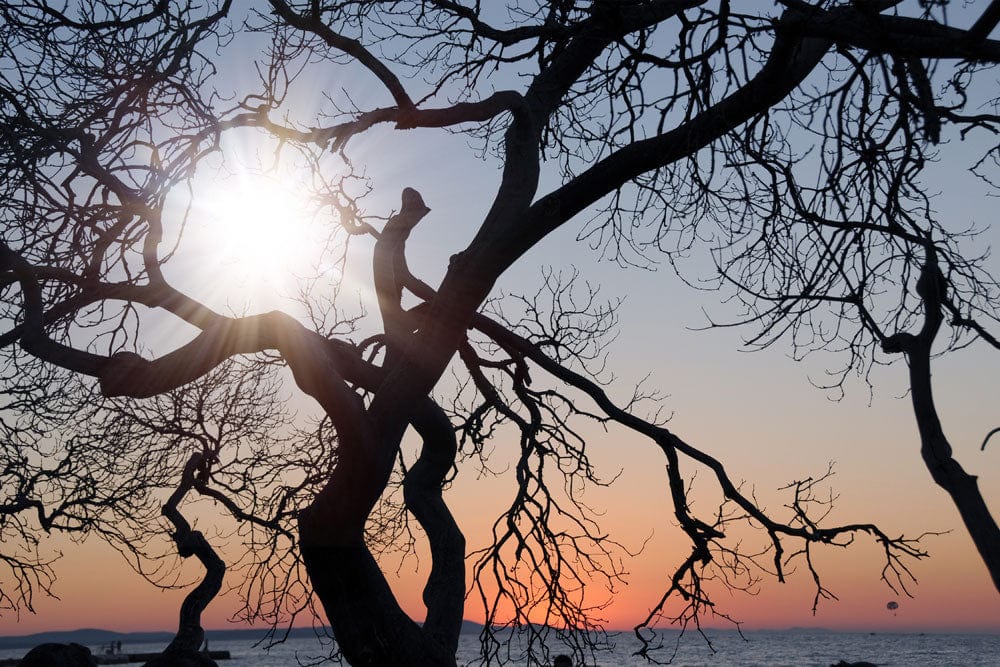 Papier peint mural rayons solaires à travers arbres nus contre coucher de soleil