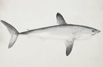 Papier peint mural Requin-taupe commun - Vignette | Mr Papier Peint