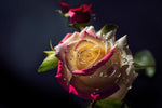 Papier peint mural rose arc-en-ciel éclat féerique pour votre intérieur - Vignette | Mr Papier Peint