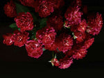 Papier Peint Mural Rose de Nuit Sombre Élégance Mystérieuse - Vignette | Mr Papier Peint