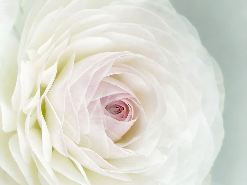Photo d un ranunculus blanc pâle avec centre rose pour le peint mural Rose Épanouie