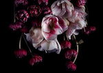 Papier peint mural rose éclat sur fond sombre moderne et mystérieux - Vignette | Mr Papier Peint