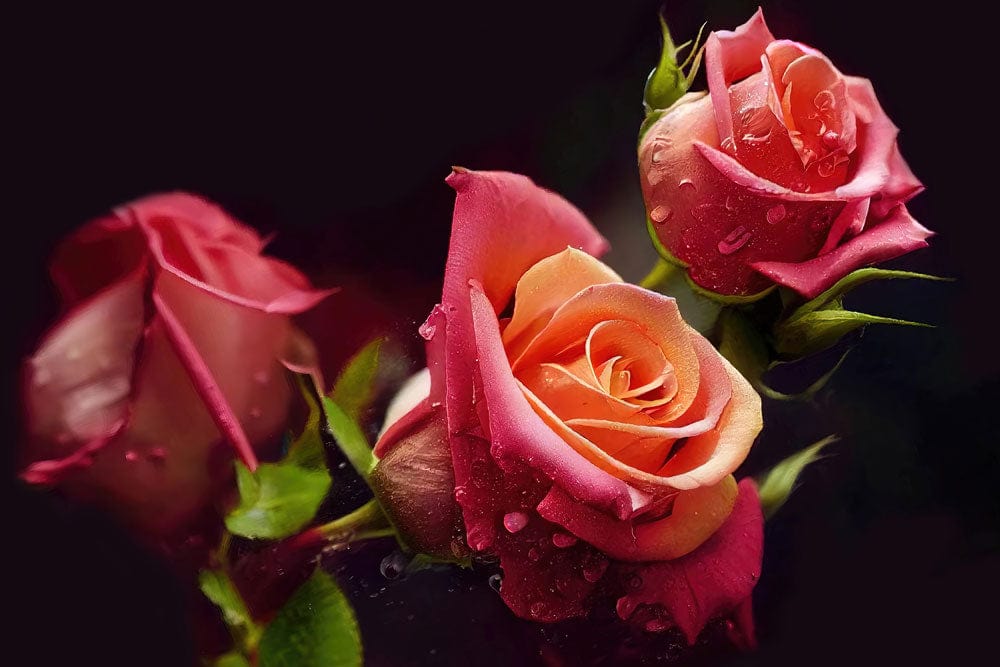 Peint mural rosée avec trois roses vibrantes et dénuées de rosée, mural rosée élégant