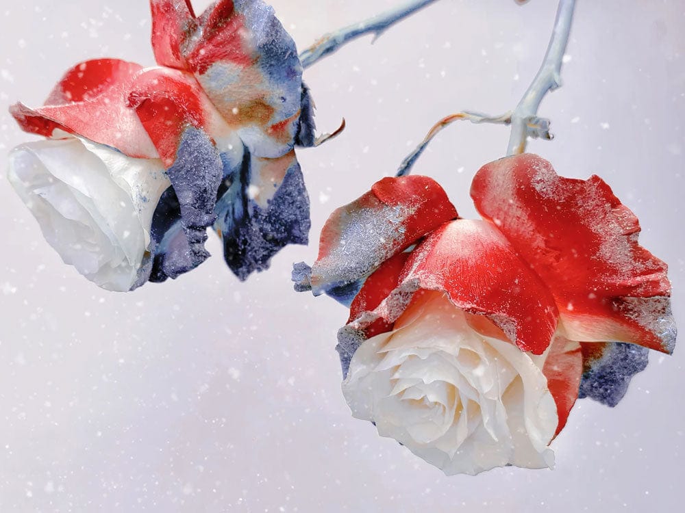 Peint mural roses en hiver avec roses glacées rouges, blanches et bleues glitterées