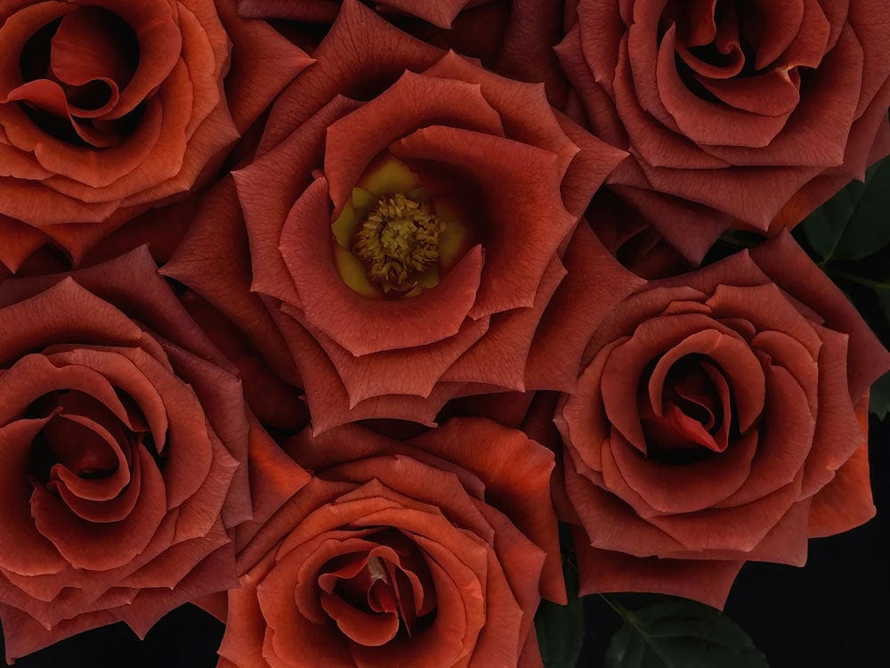 Bouquet de roses rouges foncées avec centres jaunes pour le papier peint mural Rosiers Nocturnes