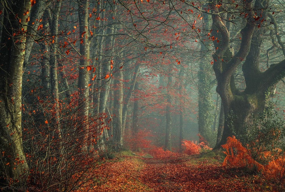 Papier Peint Mural Rouge dans la Forêt - Le meilleur Papier peint panoramique Sur mesure