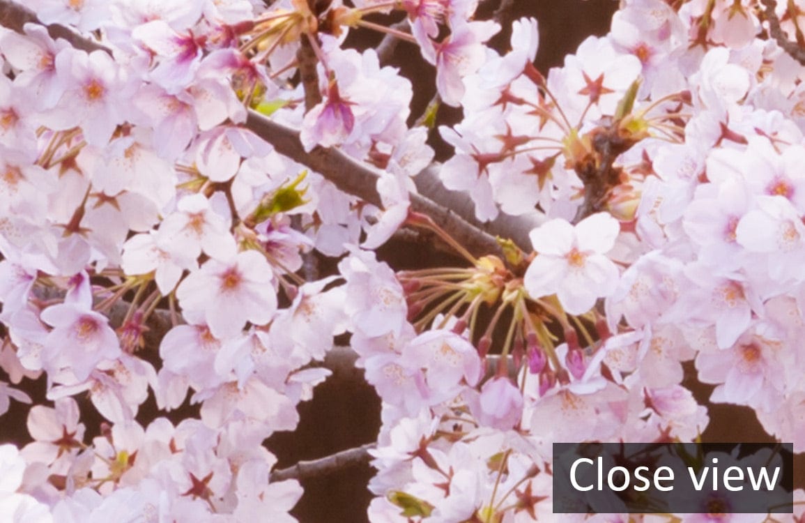 Papier peint mural saison des sakuras - Le meilleur Papier peint panoramique Sur mesure