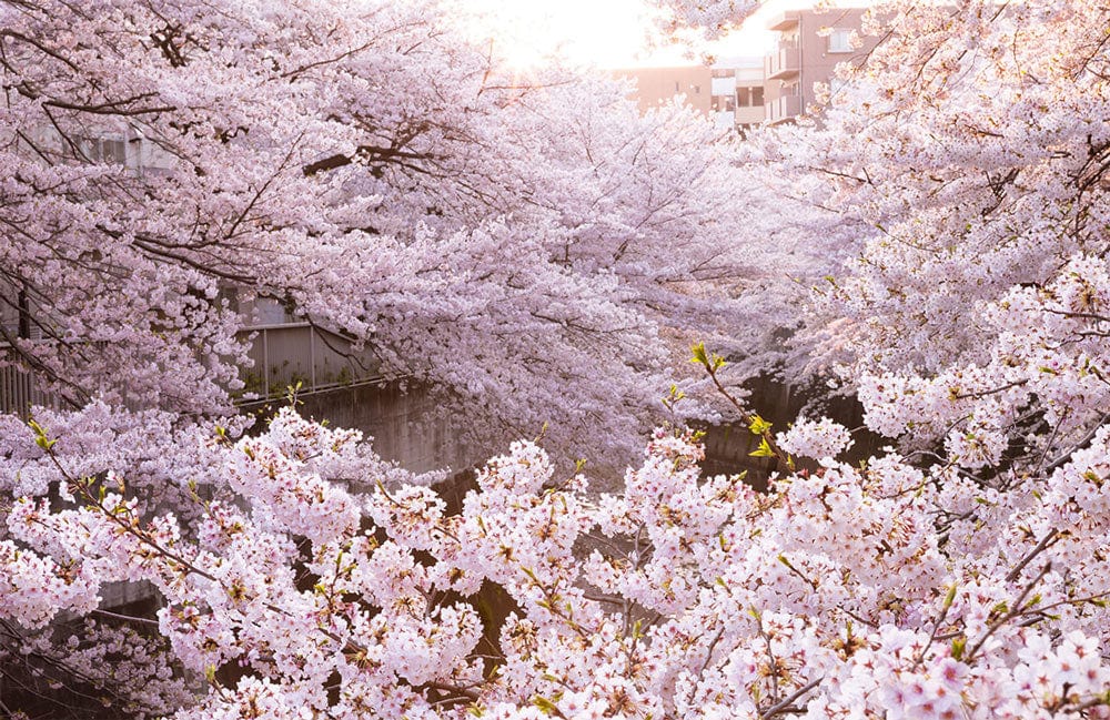 Papier peint mural saison des sakuras - Le meilleur Papier peint panoramique Sur mesure