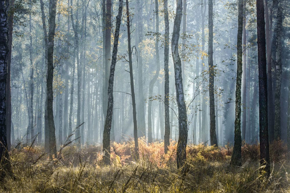 Peint mural soleil avec forêt brumeuse et feuillage d’automne pour décoration murale