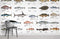 Papier peint mural Types de poissons - Le meilleur Papier peint panoramique Sur mesure