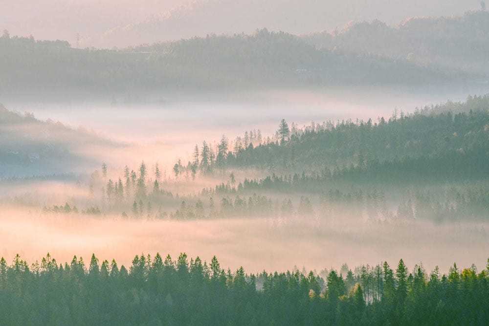 Papier peint mural d’une forêt brumeuse au lever ou coucher du soleil