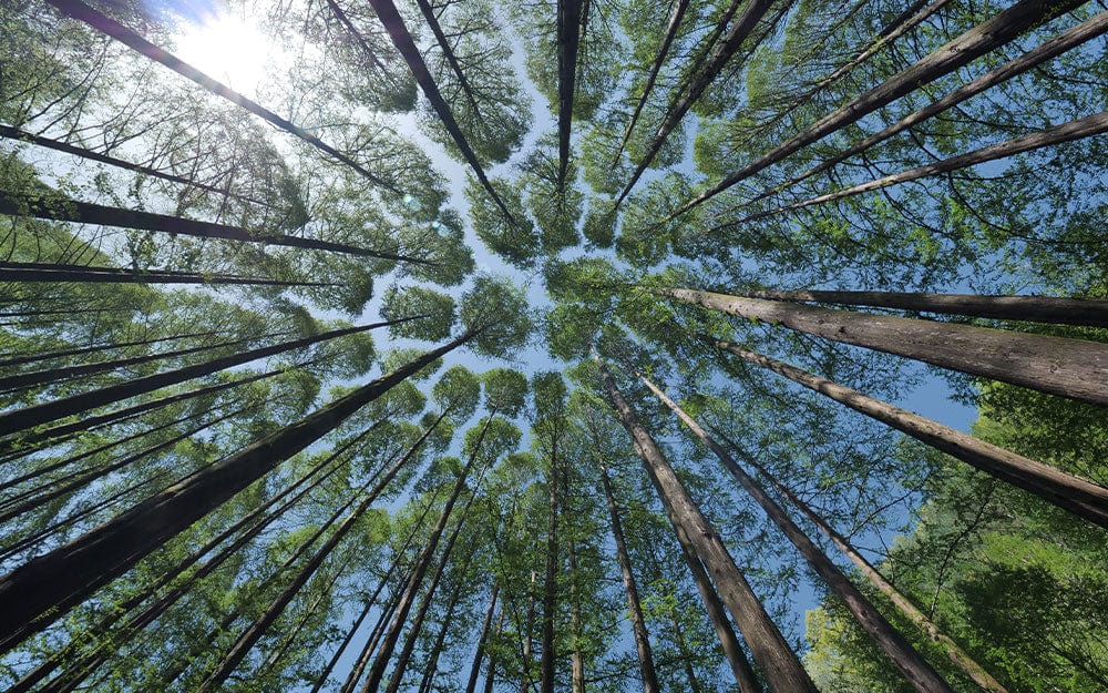 Papier peint représentant le ciel dans les fissures de la forêt - Le meilleur Papier peint panoramique Sur mesure