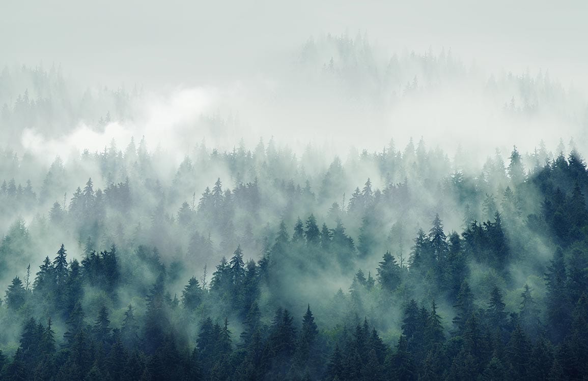 Papier Peint représentant une forêt brumeuse. - Le meilleur Papier peint panoramique Sur mesure