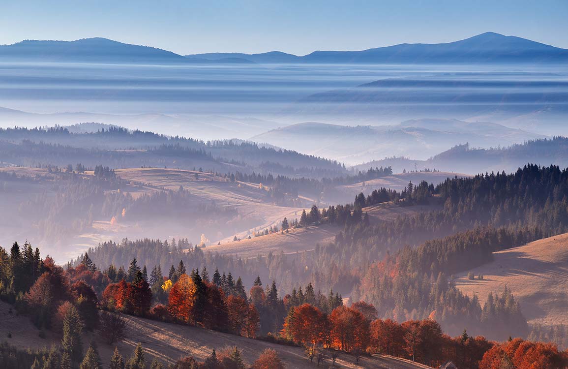 Papier Peint représentant une forêt - Le meilleur Papier peint panoramique Sur mesure