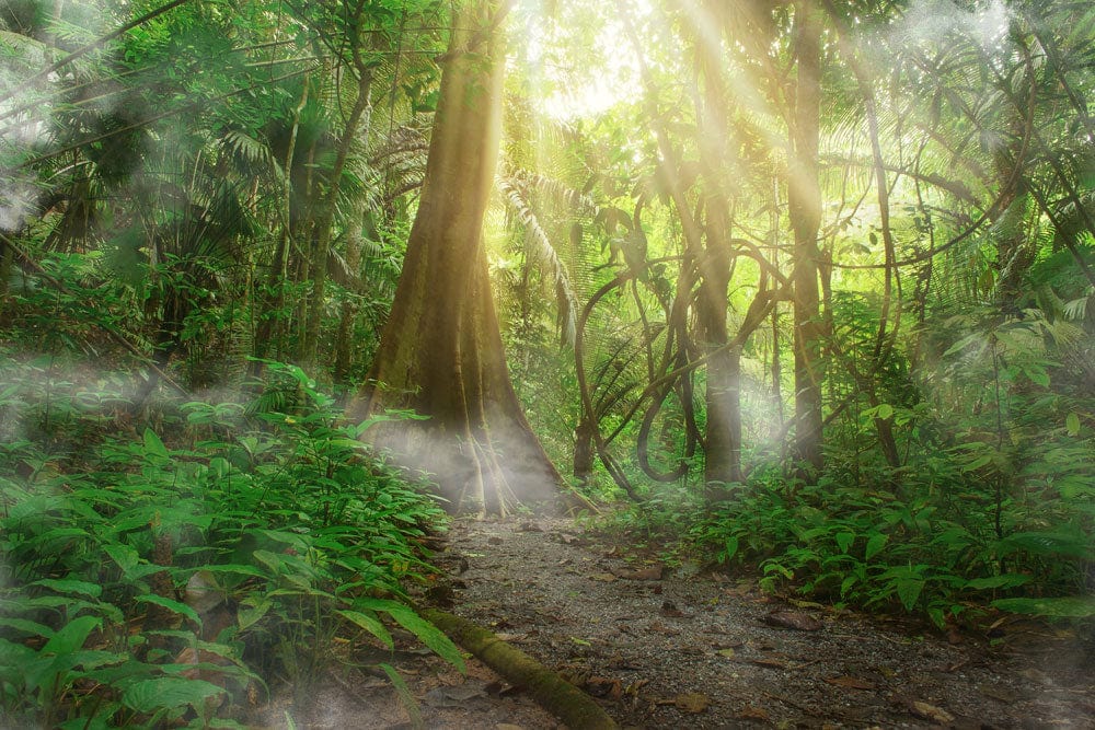 Papier peint souffle de la forêt avec chemin jungle, soleil et brume pour décoration personnalisée