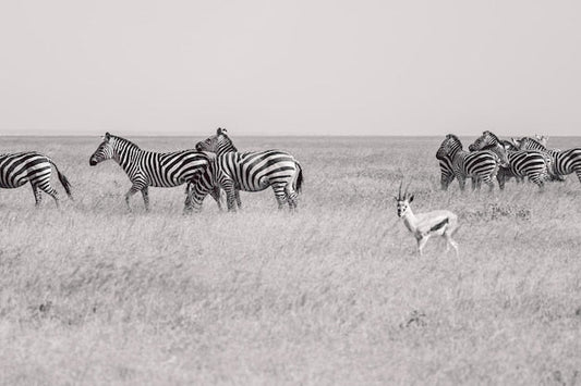 Papier Peint Zèbre en Liberté - Horizon Dégagé - Le meilleur Papier peint panoramique Sur mesure