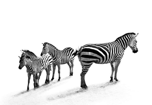 Papier Peint Zèbres Gris - Herbe Lumineuse Éclat - Le meilleur Papier peint panoramique Sur mesure