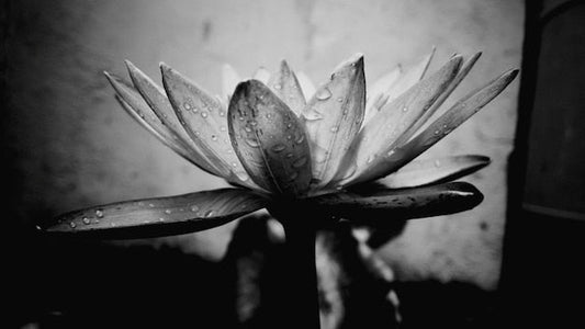 Fleur de lotus noir et blanc ombragé avec gouttes deau, papier peint panoramique sur mesure