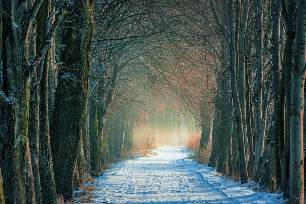 Peinture murale d’un chemin enneigé dans les bois - Le meilleur Papier peint panoramique Sur mesure