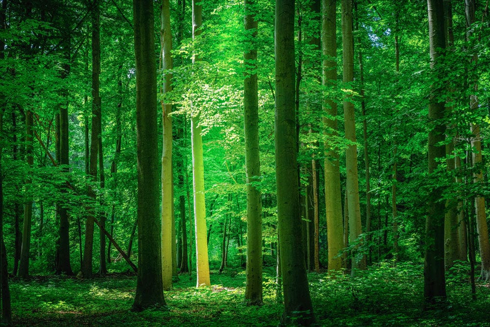 Poutre dans une forêt d’émeraude - Papier peint mural - Le meilleur Papier peint panoramique Sur mesure