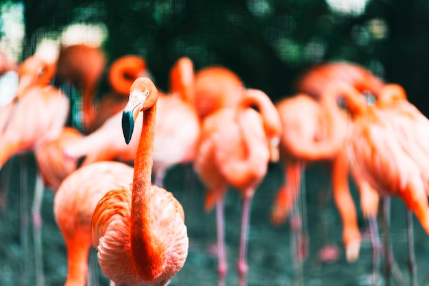 Rencontre Tropicale: Flamants en Fête sur Papier Peint! - Le meilleur Papier peint panoramique Sur mesure