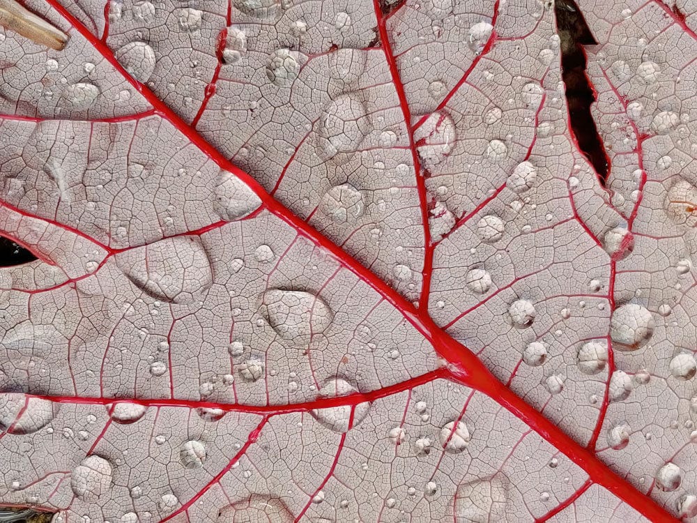 Rosée sur Feuilles Rouges - Papier Peint Mural - Le meilleur Papier peint panoramique Sur mesure