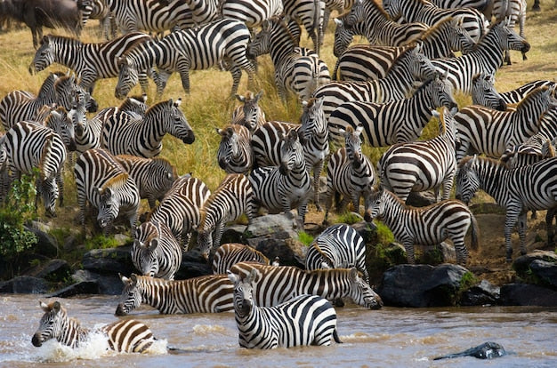 Troupeau Zèbres Serengeti - Papier Peint Exotique 3D - Le meilleur Papier peint panoramique Sur mesure