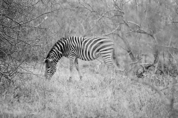 Zèbre Sauvage d’Afrique: Papier Peint Évasion - Hoedspruit - Le meilleur Papier peint panoramique Sur mesure