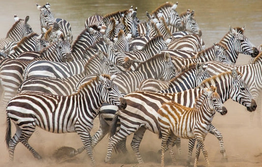 Zèbres dans la Poussière - Fresque Serengeti & Maasai Mara - Le meilleur Papier peint panoramique Sur mesure